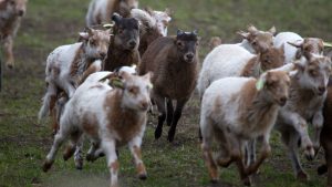 Conheça a inusitada Corrida de Ovelhas de Dunedin na Nova Zelândia