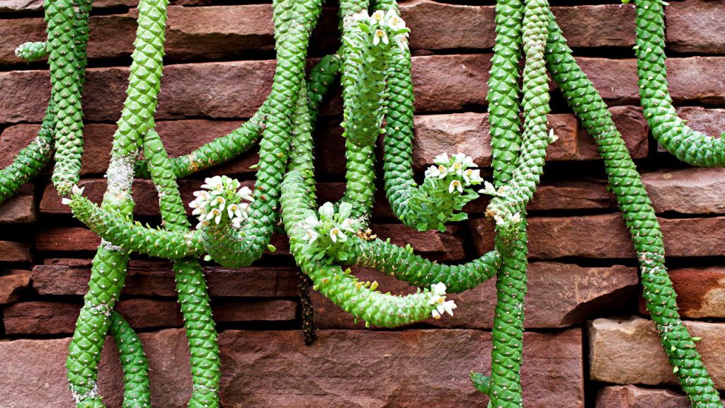 A planta que imita serpentes e virou febre entre os colecionadores