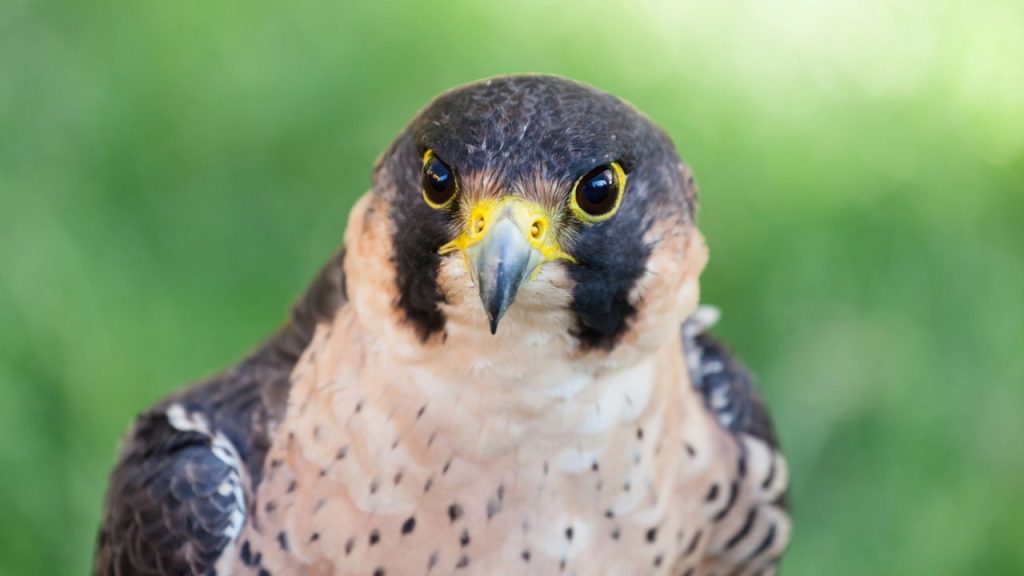 Este animal pode superar velocidades superiores a 320 km/h