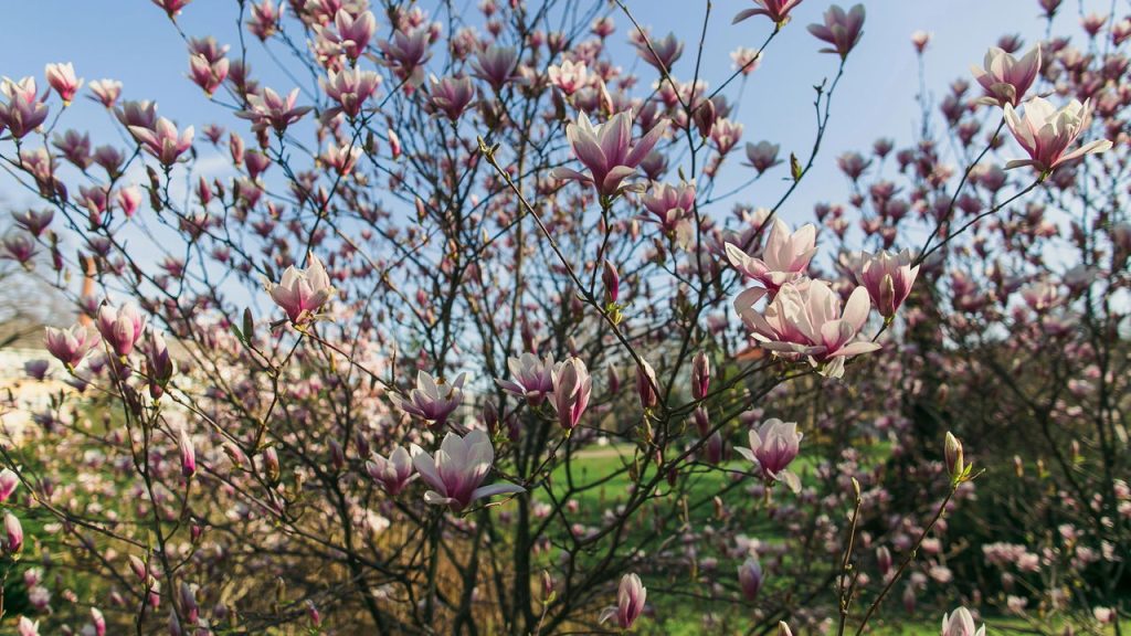 Você vai se encantar quando essa árvore florescer no seu jardim
