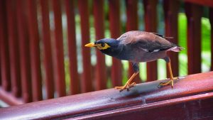 Conheça alguns animais que possuem capacidades extraordinárias
