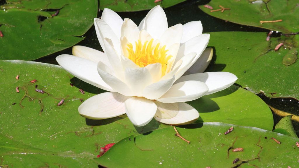Ninféia-branca é a planta aquática mais bela e simbólica para lagos ornamentais