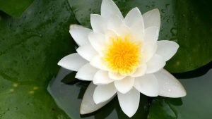 Ninféia-branca é a planta aquática mais bela e simbólica para lagos ornamentais