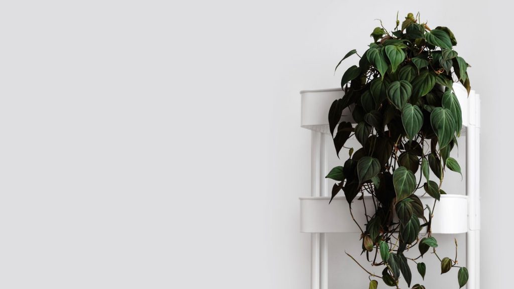 7 cuidados simples para cultivar Philodendron em vasos ou jardins