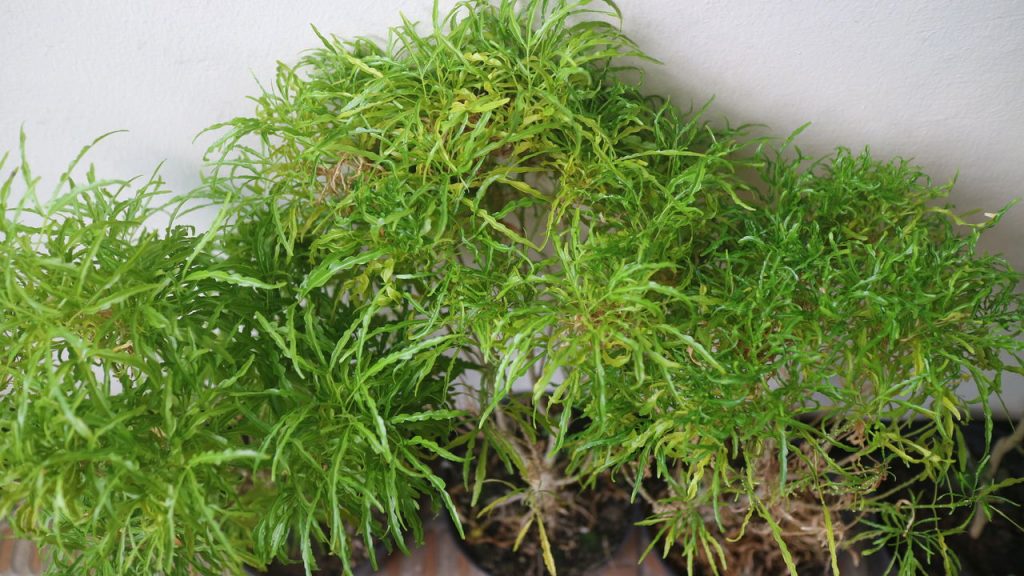 A planta que atrai boas energias e ainda embeleza a casa com elegância
