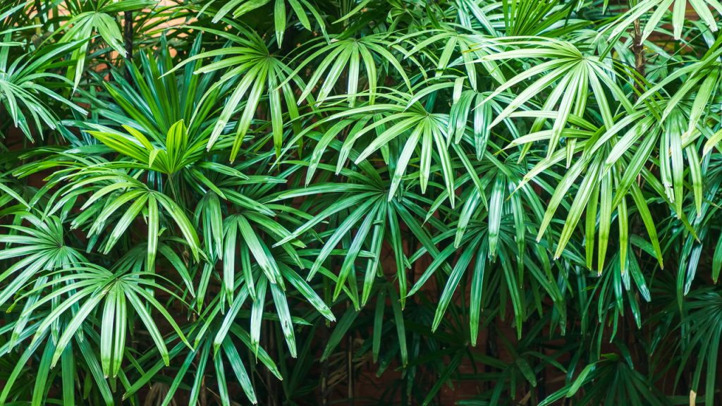 A planta tropical discreta que virou tendência em decoração 1 A planta tropical discreta que virou tendência em decoração