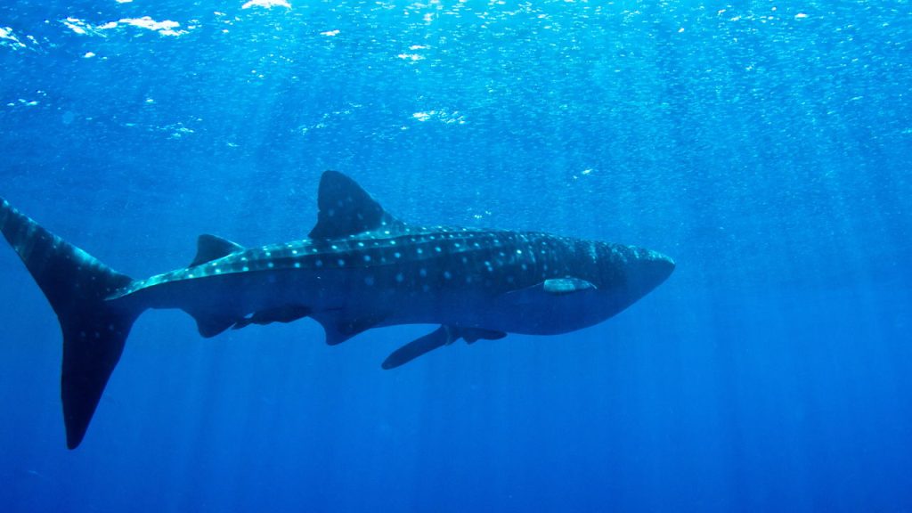 A fascinante migração dos animais marinhos vai te surpreender