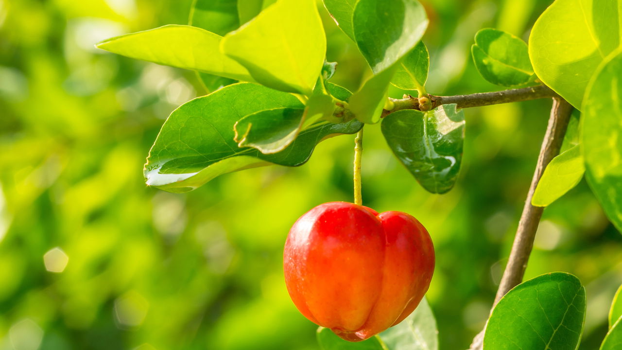 Como plantar acerola do jeito certo e colher frutos mais rápido