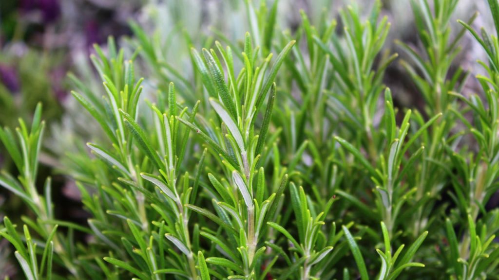 3 plantas medicinais fáceis de cultivar 3 3 plantas medicinais fáceis de cultivar para criar sua farmácia natural