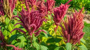 A flor vibrante que também é superalimento está conquistando os jardins