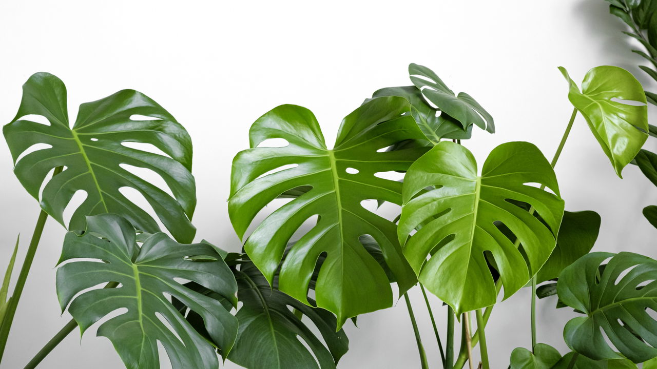 A planta mais elegante e fácil de cuidar que todo mundo quer