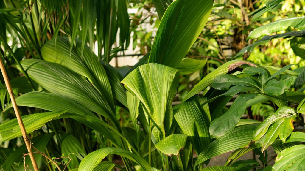A planta exótica que paisagistas estão usando em segredo