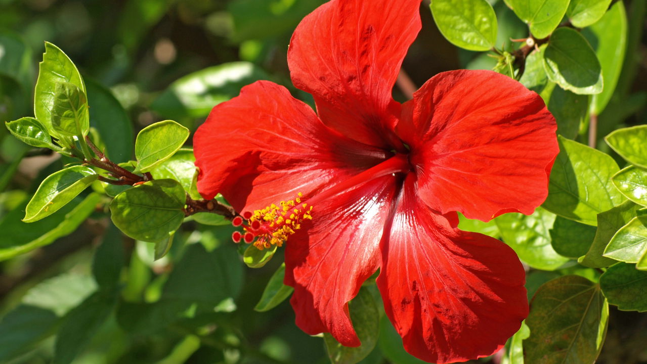 O segredo para ter hibiscos florindo o ano todo no seu quintal