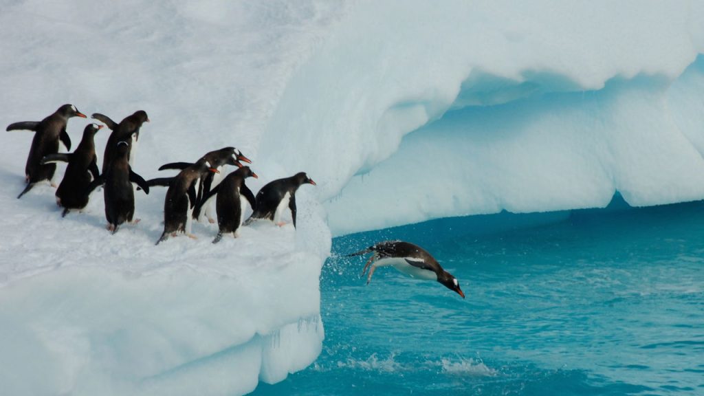 Pinguins - Créditos: depositphotos.com / pinkpanther47
