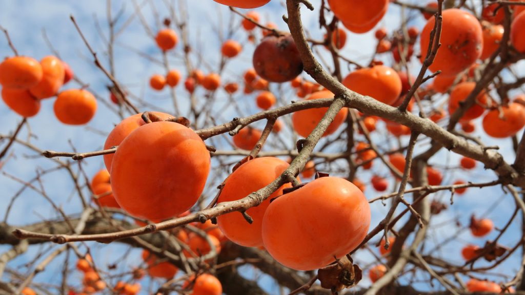 Tudo o que você precisa saber para colher caquis perfeitos no quintal