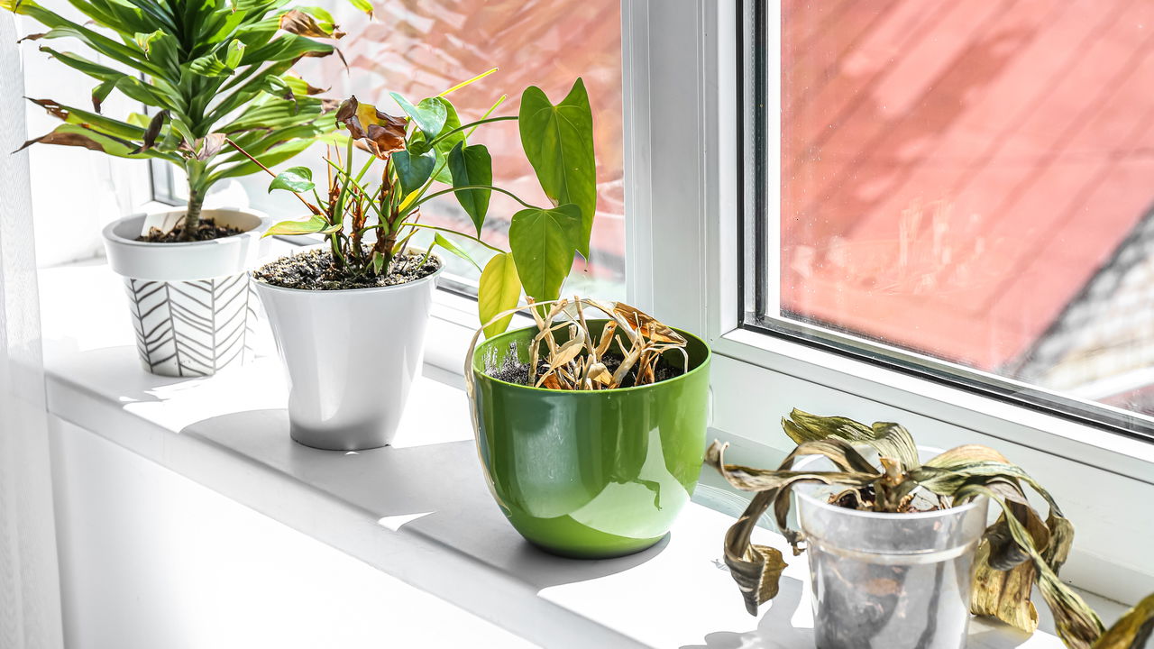 O que plantar em abril: guia de cultivo para o outono