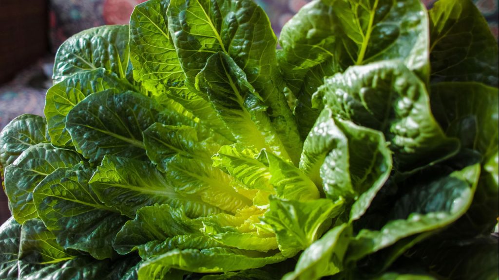 O vegetal nutritivo que virou tendência nas hortas caseiras