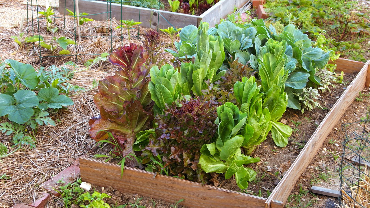 O vegetal nutritivo que virou tendência nas hortas caseiras