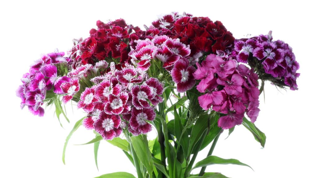 Rosa-chinesa - Créditos: depositphotos.com / Rozaliya