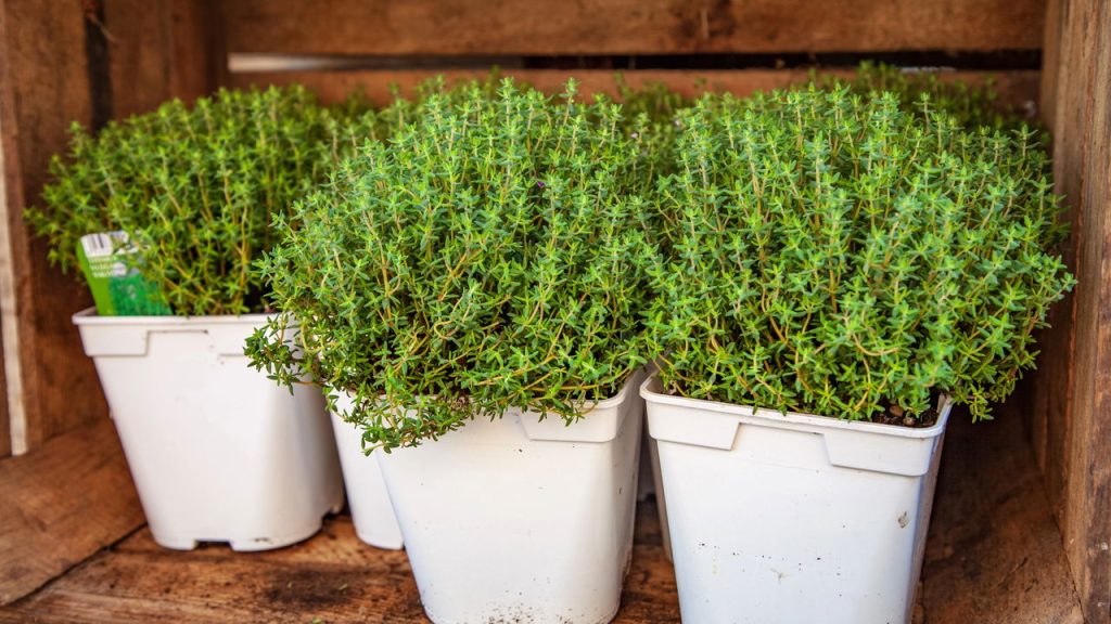 Poucos sabem que essa planta aromática também trata tosse e inflamação