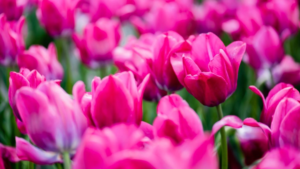 Você pode cultivar tulipas em casa com essa dica essencial