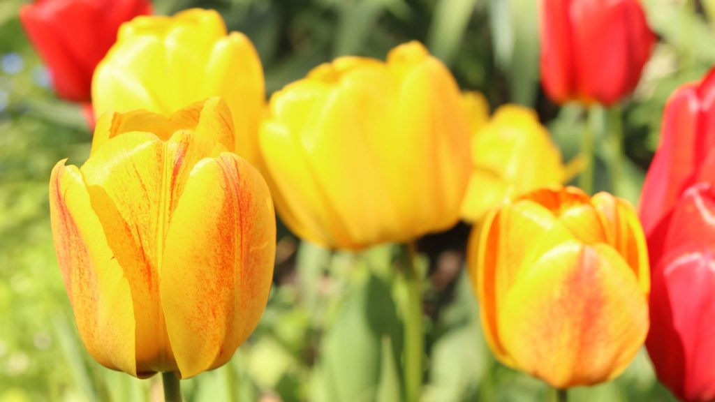 Você pode cultivar tulipas em casa com essa dica essencial