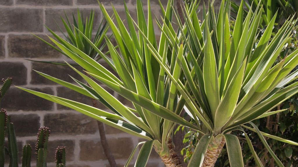 Essa planta de folhas pontiagudas virou tendência