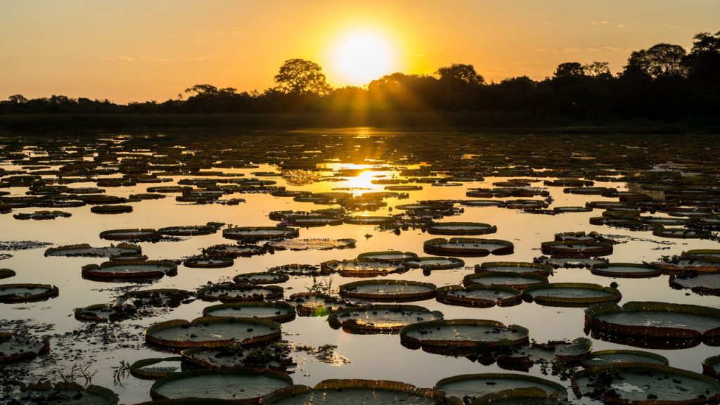 O Pantanal Esconde Uma Beleza Que Voc Vai Adorar Conhecer o-pantanal-esconde-uma-beleza-que-voc-vai-adorar-conhecer