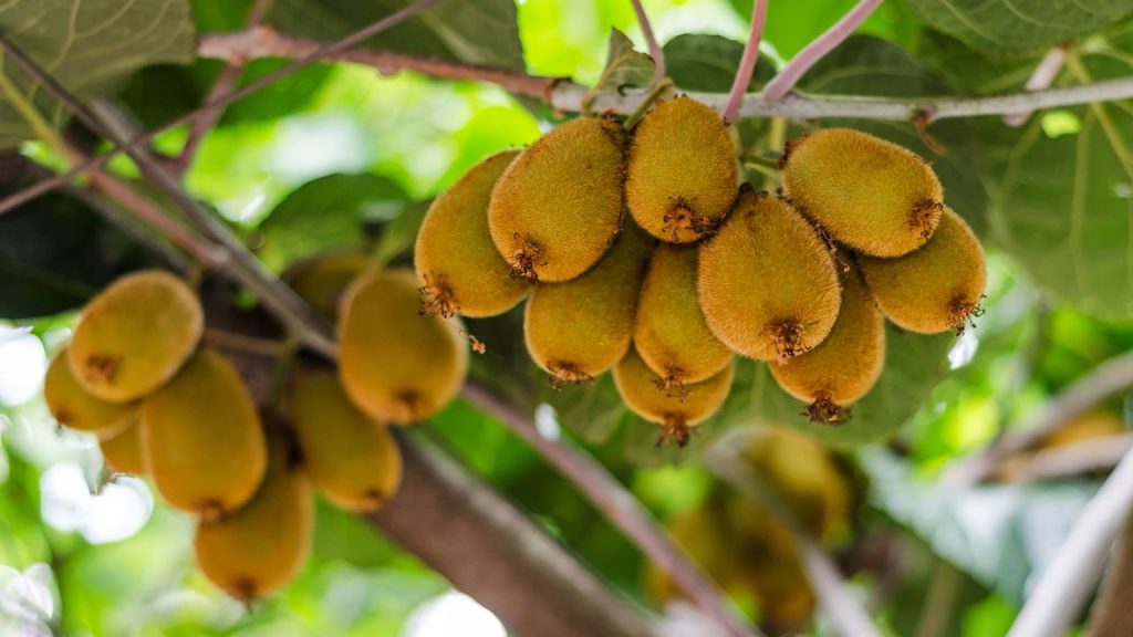 Cinco frutas refrescantes se destacam por fornecer vitaminas antioxidantes e hidratação auxiliando o fortalecimento natural da imunidade