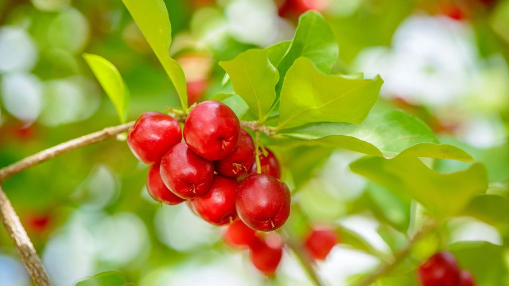 A fruta que tem 40 vezes mais vitamina C que a laranja