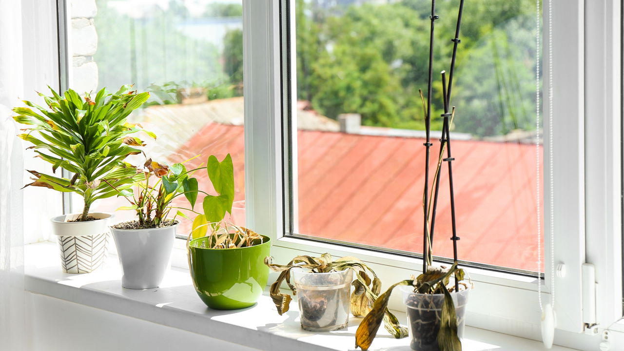 Exagerou no adubo? Saiba como salvar suas plantas sem pânico