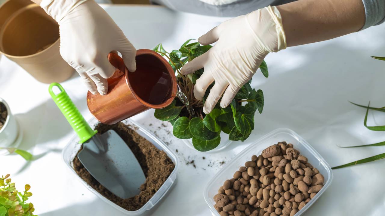 Veja dica que pode salvar suas plantas do apodrecimento - QTU Questões do Universo