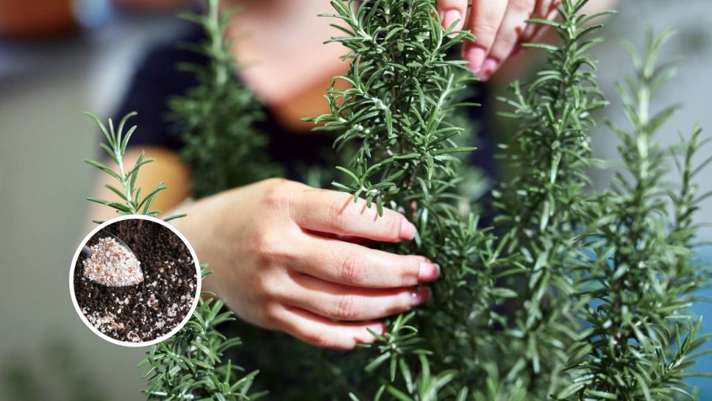 Como plantar e cultivar alecrim no quintal de casa sem muitos esforços