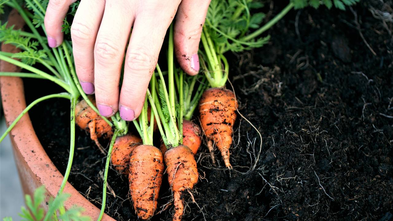 Veja como plantar cenoura até em varanda pequena