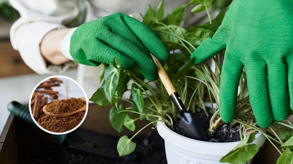 Usar canela nas plantas é um jeito natural de evitar fungos e melhorar o enraizamento
