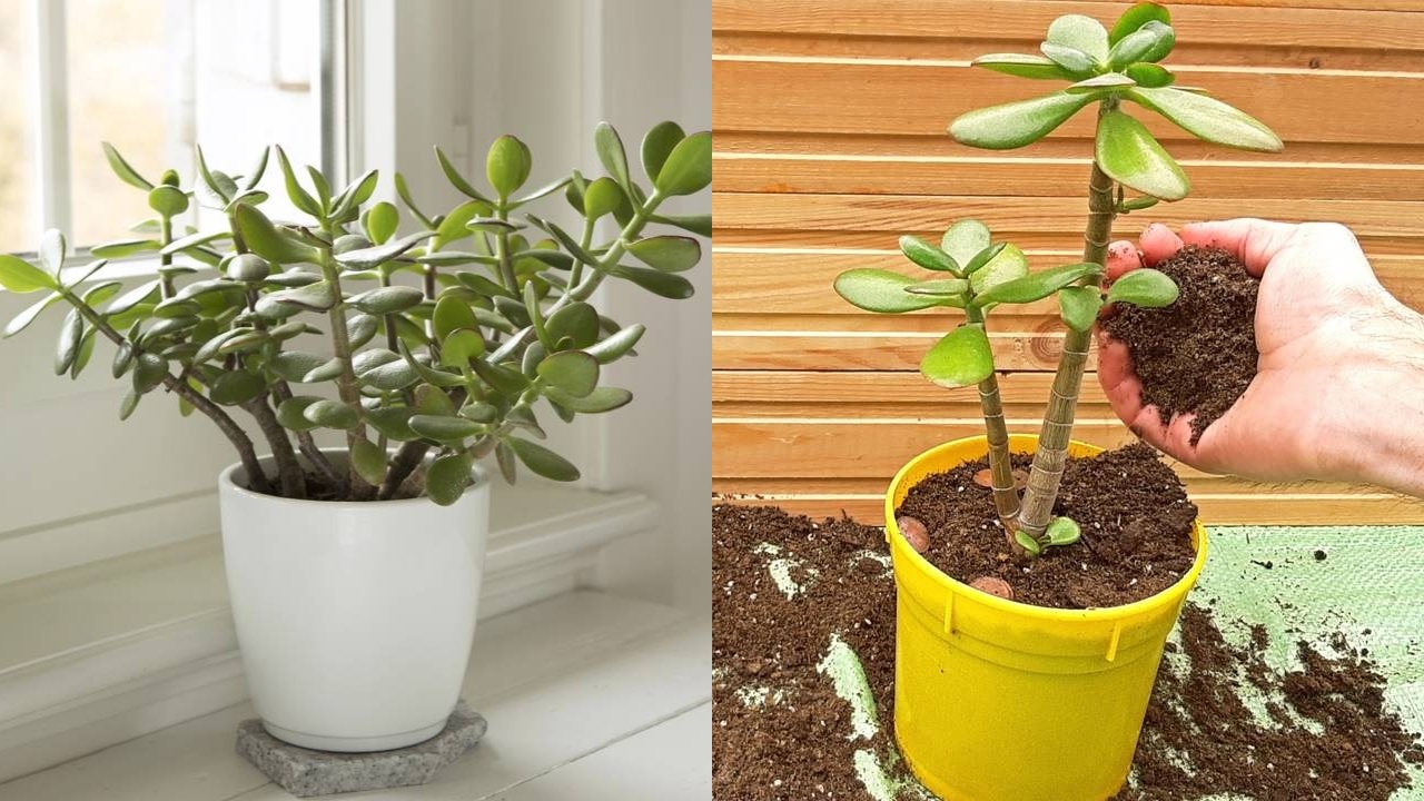 Se você quer uma planta bonita e prática, a planta-jade é ideal para sua casa - QTU Questões do Universo