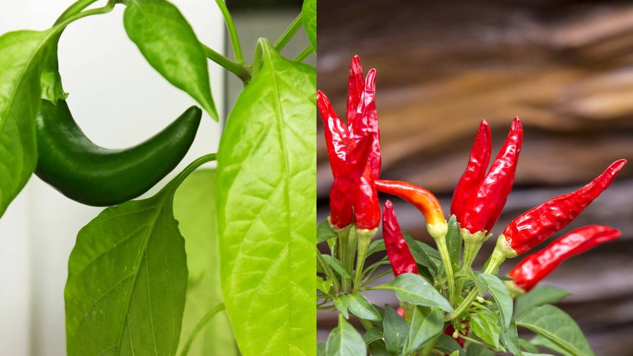 Essa pimenta deixa seu espaço mais bonito e ainda vai direto para cozinha - QTU Questões do Universo