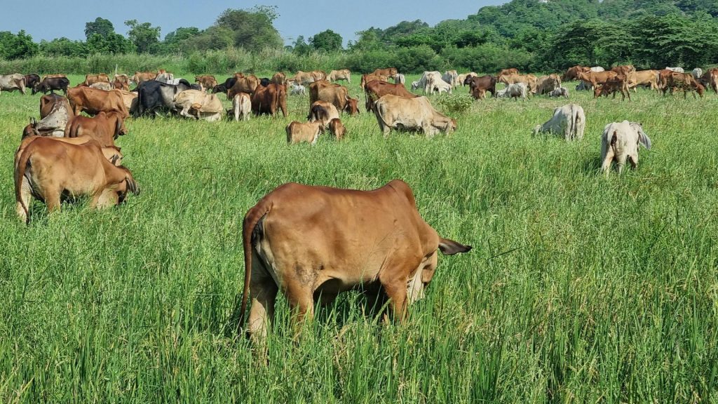 Novas regras de proteção a agricultores europeus facilitam votação de acordo com Mercosul