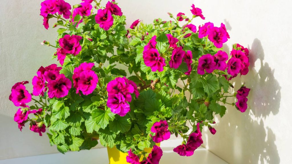 Essa planta que floresce por meses e ainda ajuda a afastar insetos merece um espaço na sua varanda