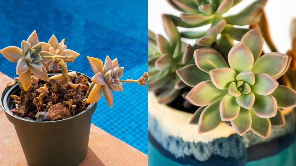 Essa planta-fantasma é perfeita para quem ama suculentas diferentes e não quer complicação