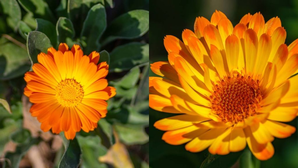 Essa planta usada em cremes e compressas pode ser útil no alívio de aftas e irritações