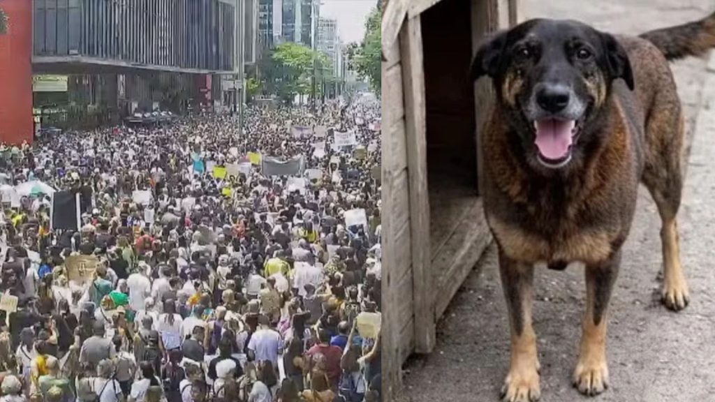 Milhares de pessoas pedem justiça pela morte do cão Orelha