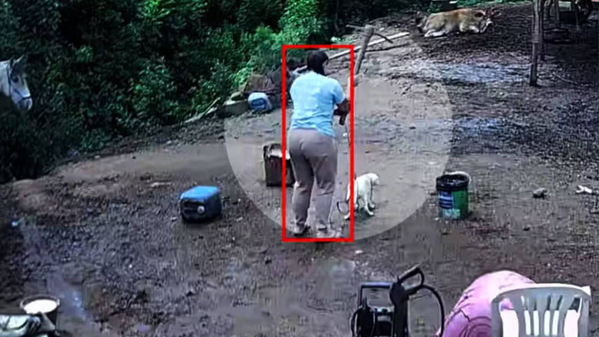 Crueldade animal: casal é denunciado por matar cão a golpes de picareta no RS
