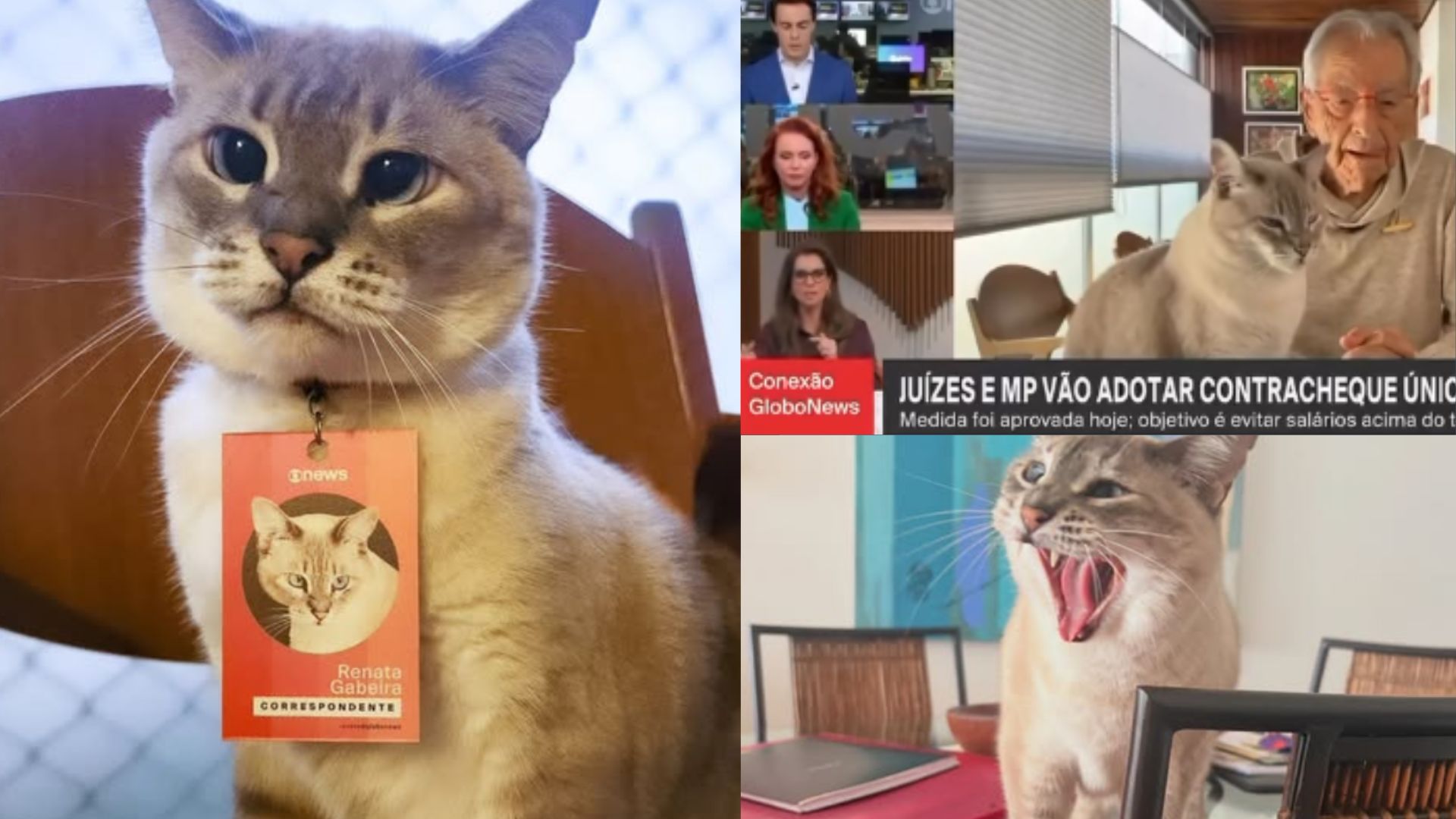 Conheça Renata, gata de Gabeira que faz sucesso na TV