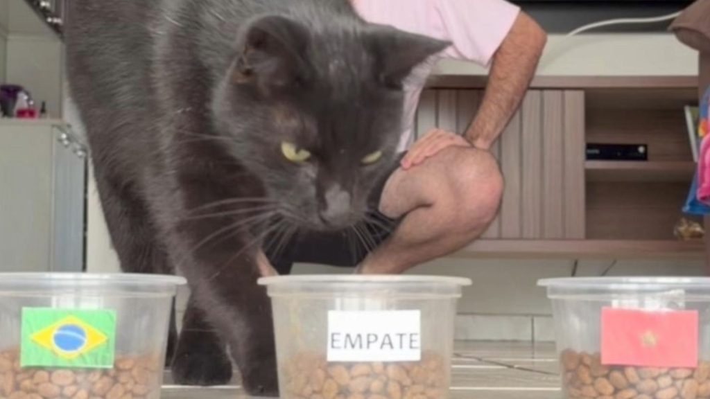 O famoso Milu, conhecido popularmente como o gato vidente, elaborou mais um prognóstico para o torneio de futebol