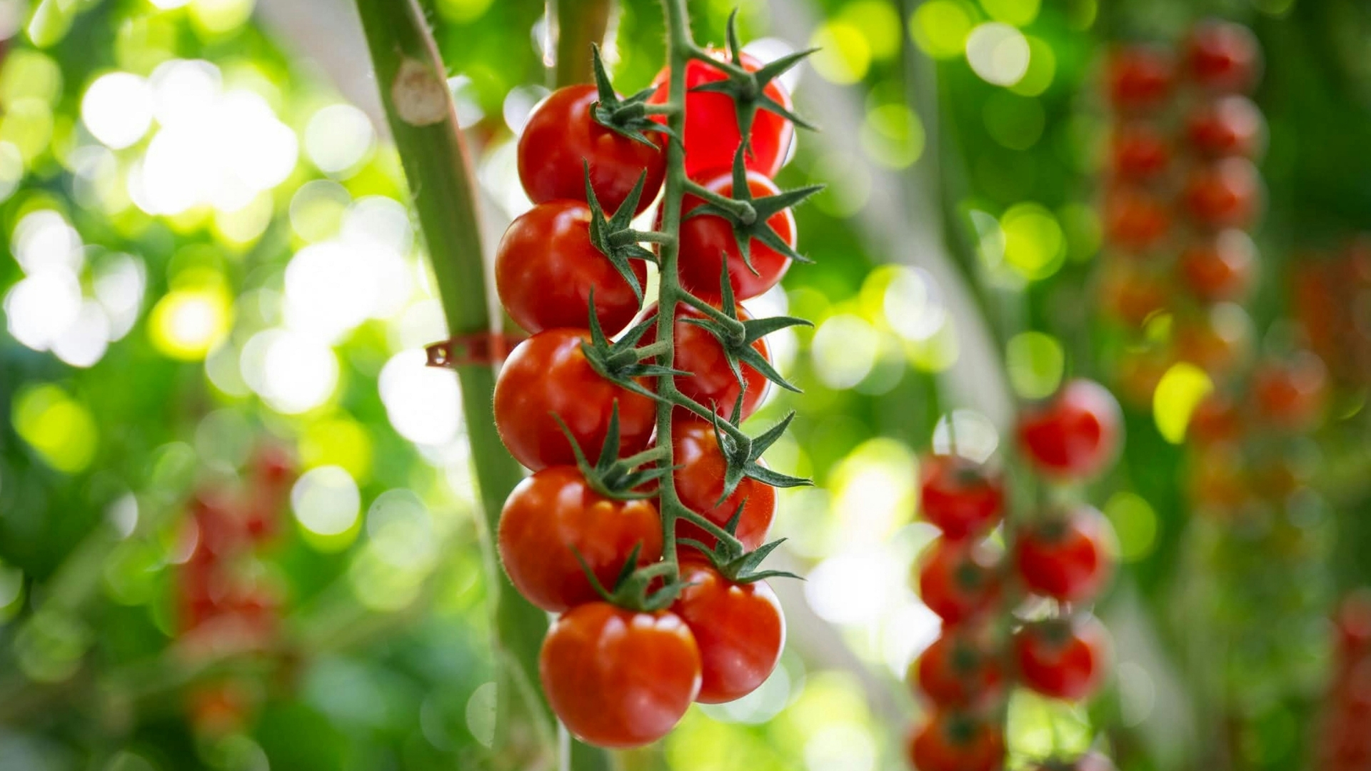 Veja como cultivar tomates-cereja em casa de forma fácil - QTU Questões do Universo