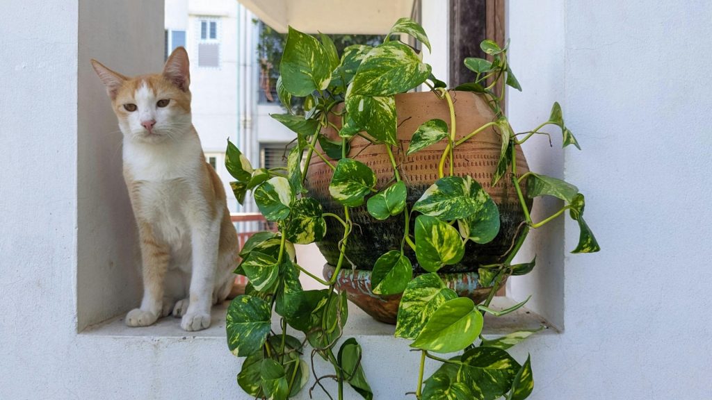 Quais são as plantas comuns que podem ser tóxicas