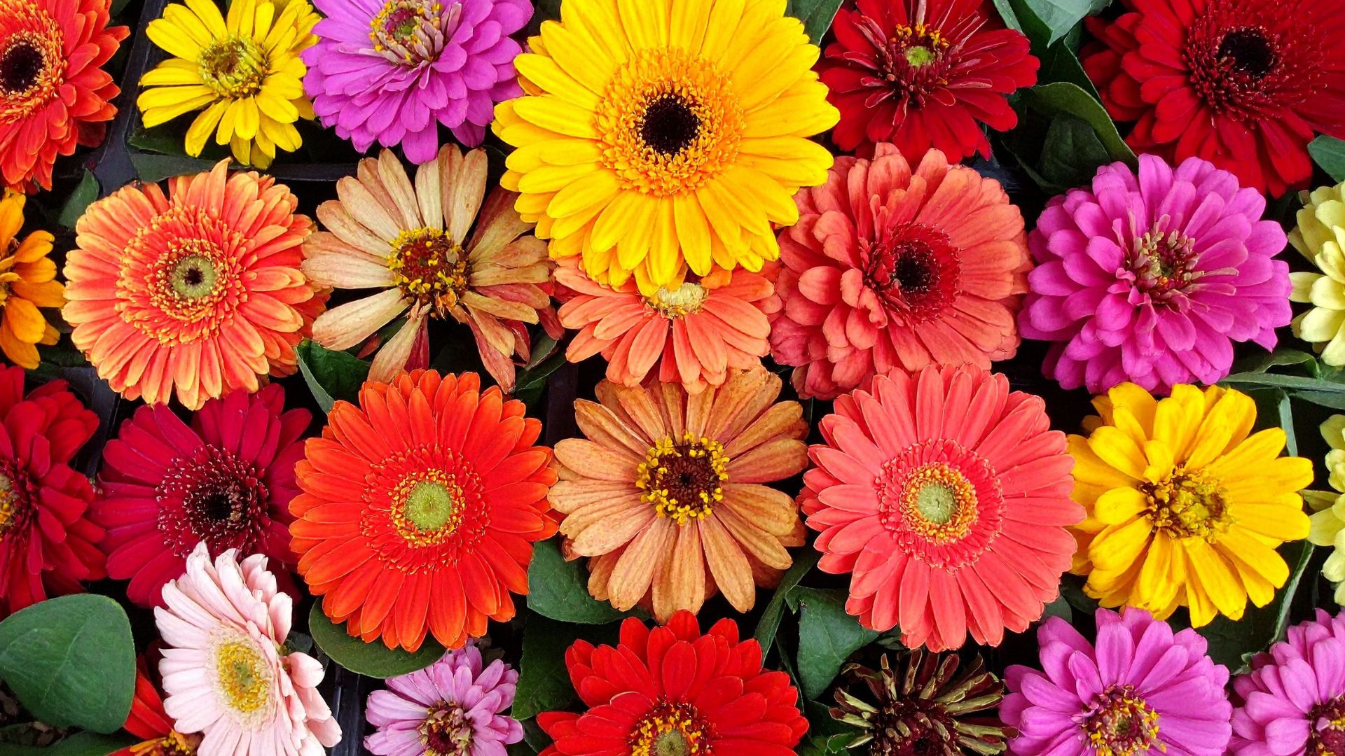 Como cuidar da gérbera e ter a flor da alegria em casa - QTU Questões do Universo