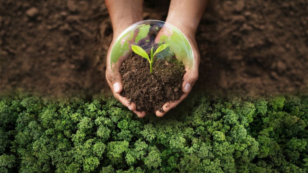 Agricultura regenerativa ganha força em São Paulo com articulação de produtores e empresas