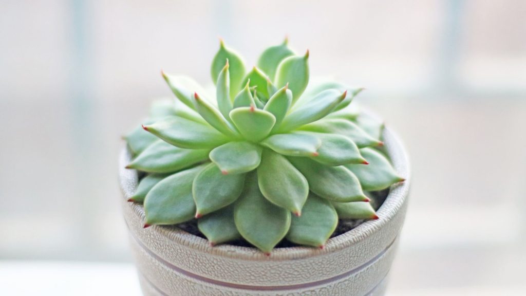 plantas